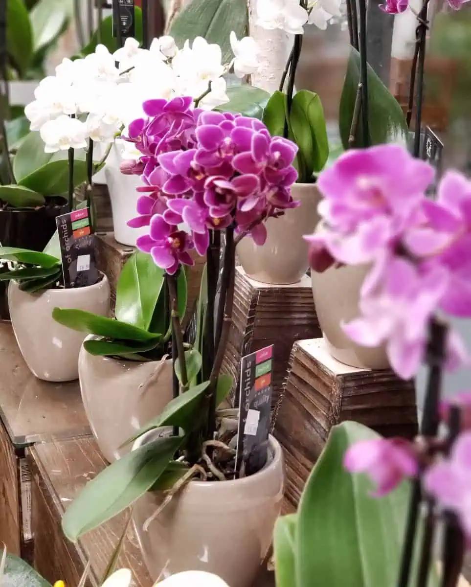Premium Flowering Plant - Image 3