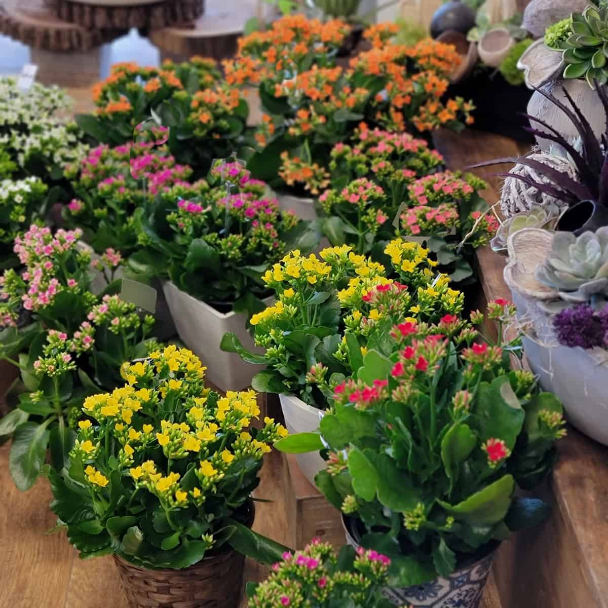 Standard Flowering Plant - Image 3