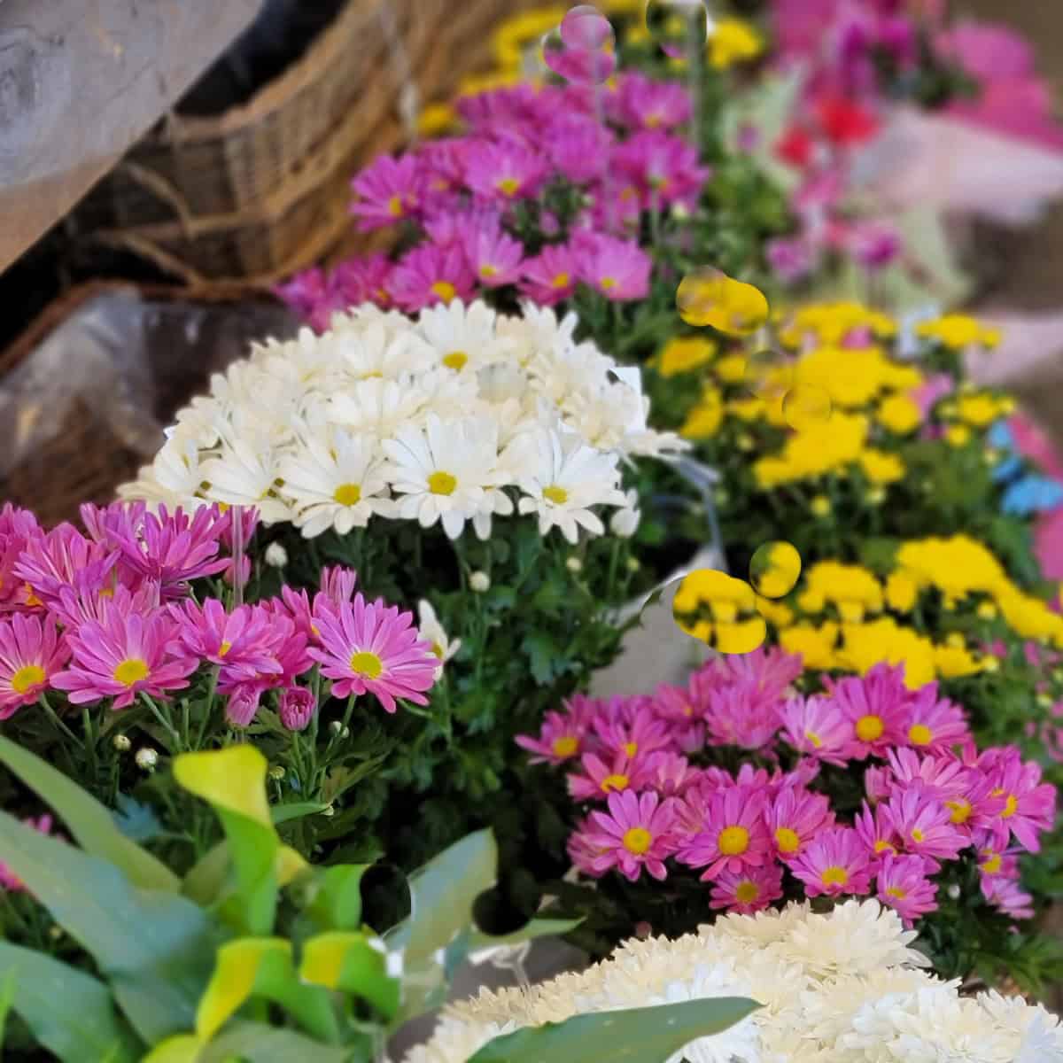 Standard Flowering Plant - Image 4