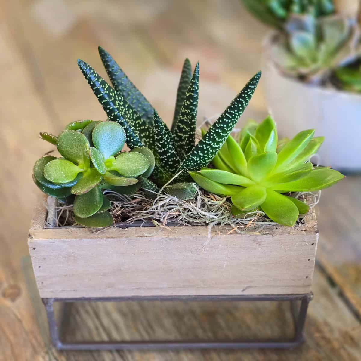 Succulent Garden - Image 3