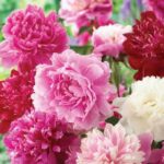 Add 2 Peonies