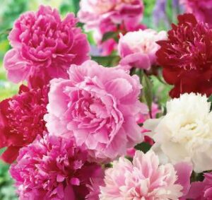 Add 2 Peonies