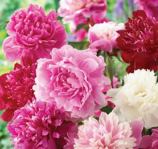 Add 2 Peonies