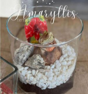 Amaryllis Plant - Assorted