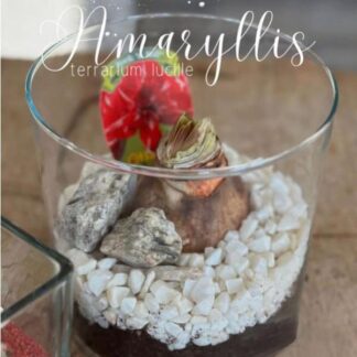 Amaryllis Plant - Assorted
