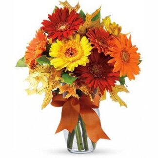 Autumn Gerbera