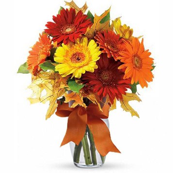 Autumn Gerbera