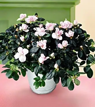 Premium Flowering Plant - Image 2