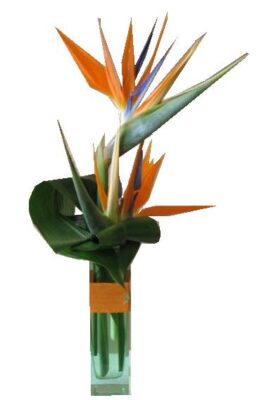 Bird of Paradise bud vase