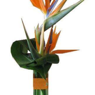 Bird of Paradise bud vase