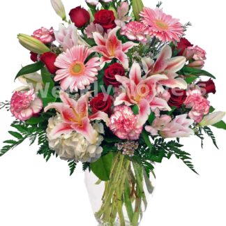 Blooming Stargazers