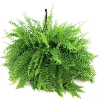 Boston Fern