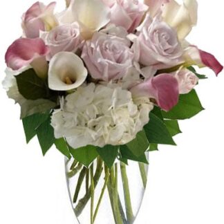 Calla dreams
