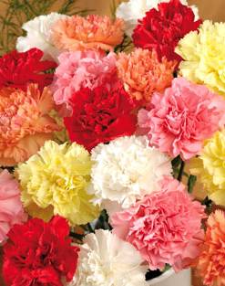 Carnation Bouquet
