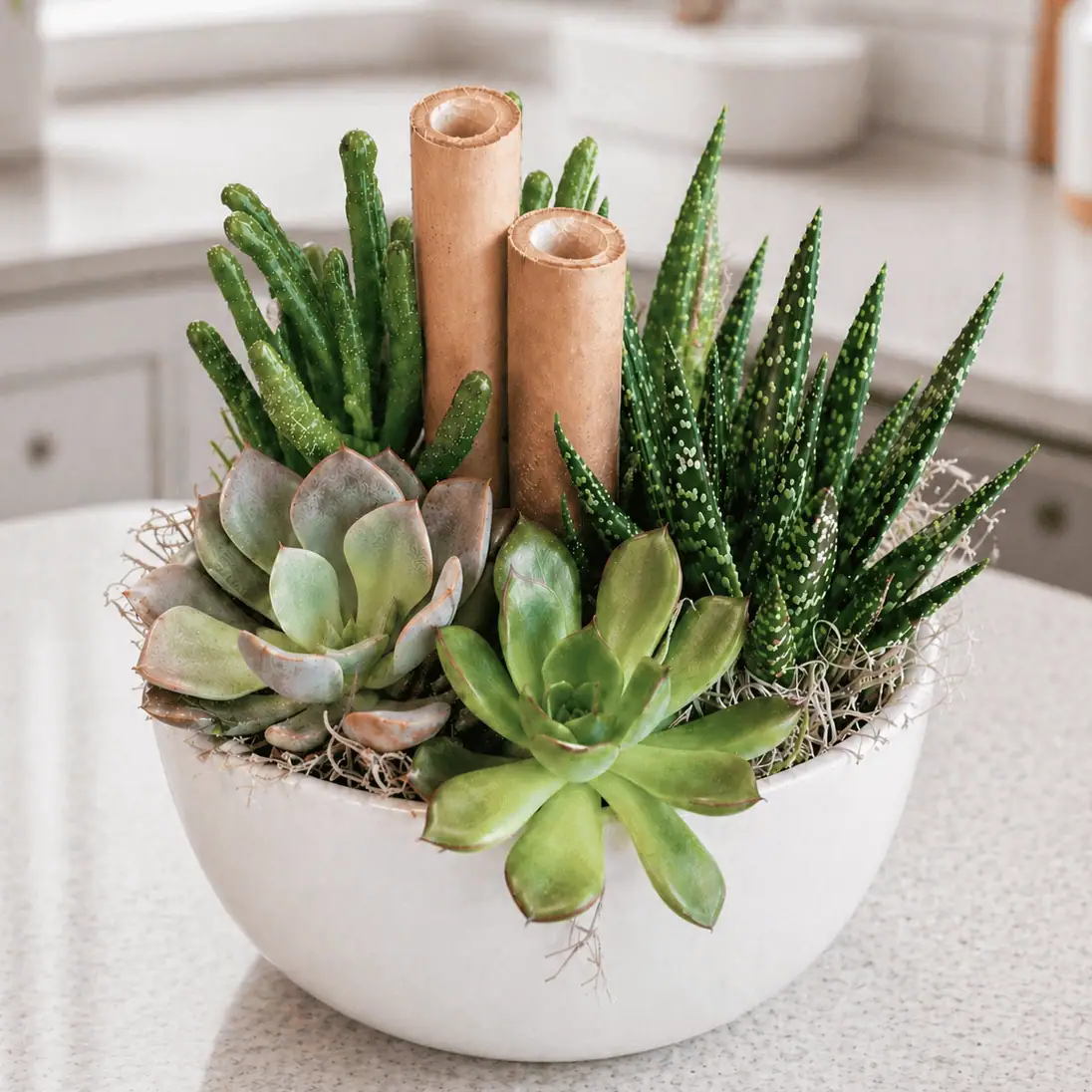 Succulent Garden - Image 2