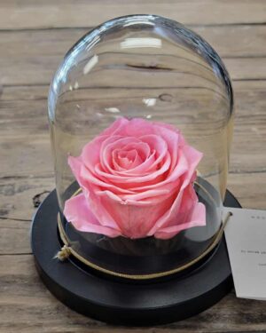 Domed eternal rose