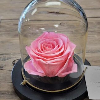 Domed eternal rose