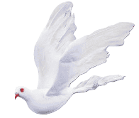 Doves
