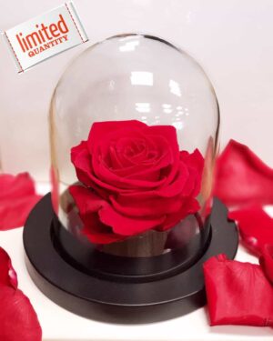 Eternal Beauty, the Beauty and the Beast Rose