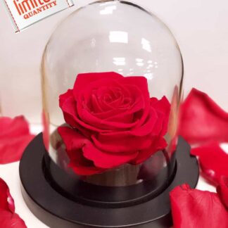 Eternal Beauty, the Beauty and the Beast Rose