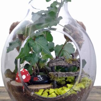 Fairy Gardens