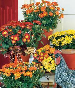 Fall Pot Mum
