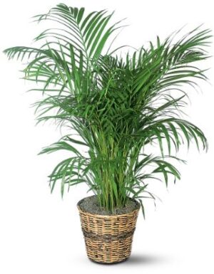Green Floor Plant