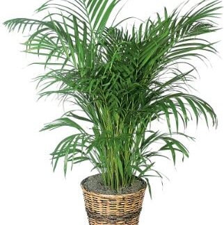 Green Floor Plant