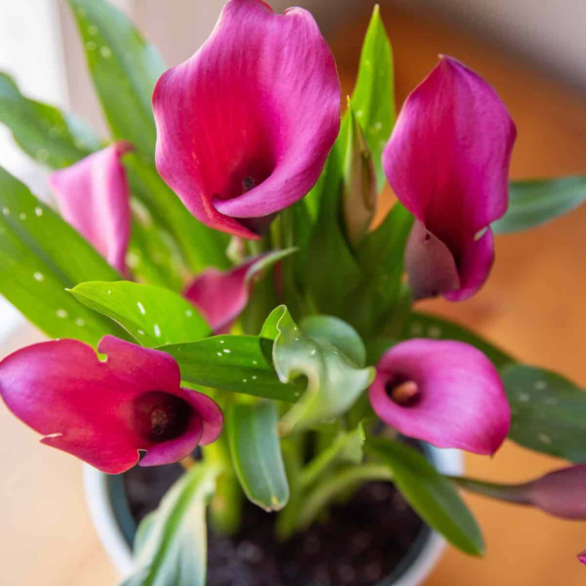 Premium Flowering Plant - Image 5