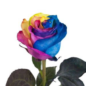 Individual specialty rose