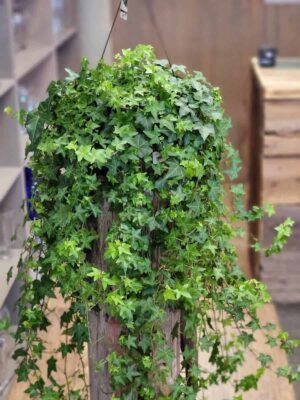 Ivy Plant