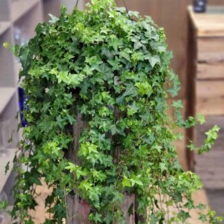 Ivy Plant
