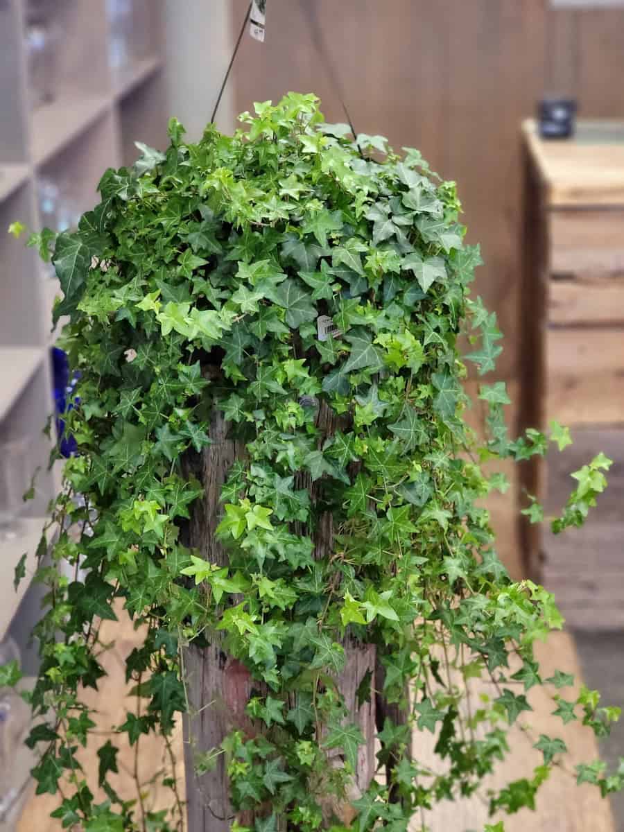 Ivy Plant