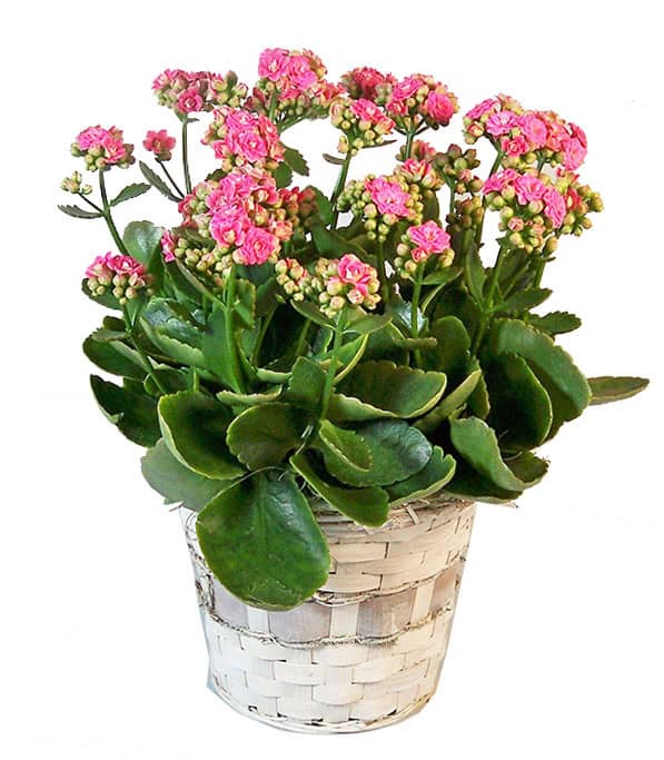 Standard Flowering Plant - Image 2