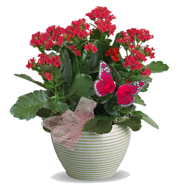 Standard Flowering Plant - Image 5
