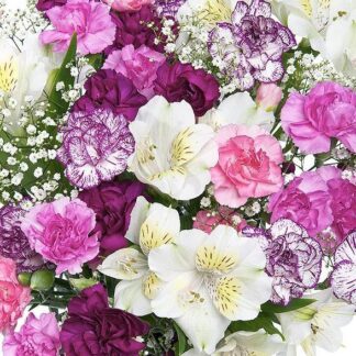 Mini Carnation Deluxe
