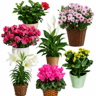 Monthly Flowering Plants