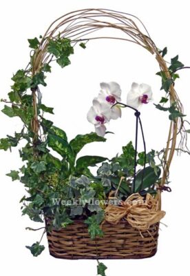 Orchid Garden