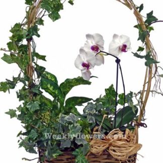 Orchid Garden