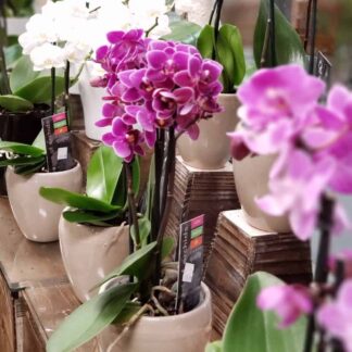 Orchid Plant
