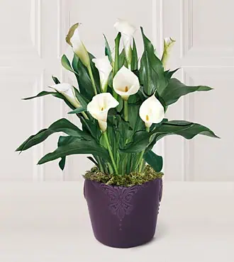 Premium Flowering Plant - Image 4