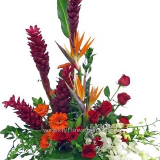Paradise Bloom