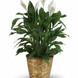 Peace Lily