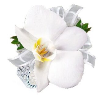 Phalenopsis Corsage
