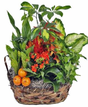 Planter Dish Garden