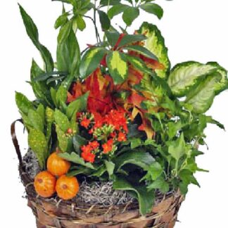 Planter Dish Garden