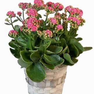 Potted Kalancheo