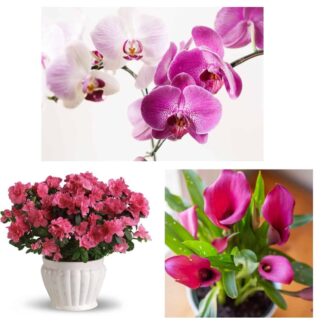 Premium Flowering Plant
