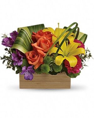 Shades Of Brilliance arrangement