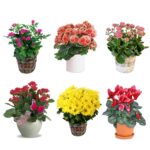 Standard Flowering Plant